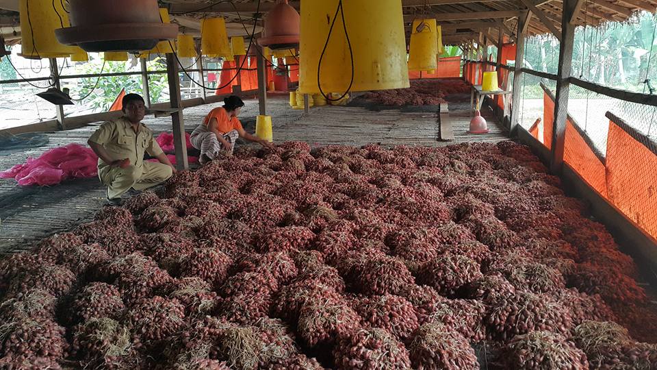 Petani di Padang Pariaman Kembangkan Bawang Merah Petani di Padang Pariaman Kembangkan Bawang Merah